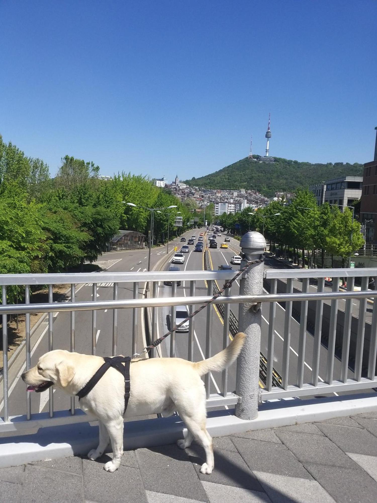 Newly Renovated 2 Bedroom Apartment #7 서울특별시 외부 사진